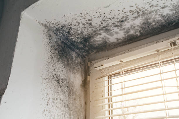Affordable Mold Inspection And Testing solutions in Harrisburg, PA